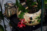 Christmas cactus blooming for mom n dad-photos