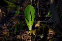 Beauty and the skunk cabbage